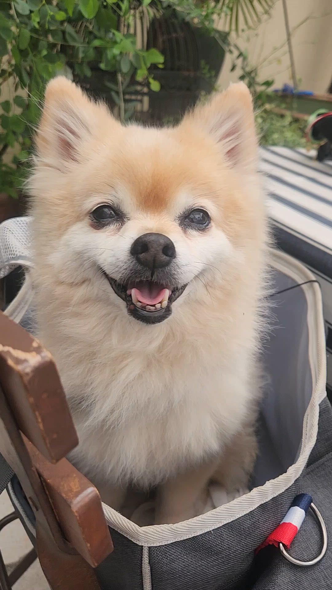 癒し犬がいます