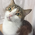 三平