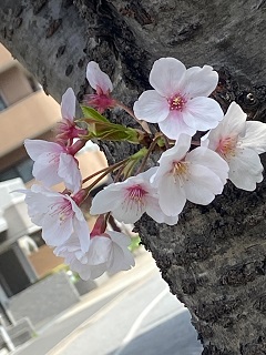 みゆう